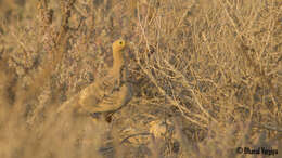 Image of Chestnut-bellied Sandgrouse