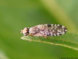 Image of Fruit fly