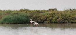 Imagem de Phoenicopterus roseus Pallas 1811