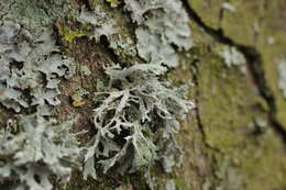 Image of ring lichen