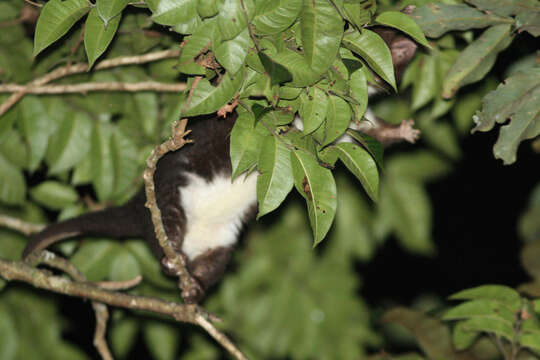 Image of Herbert River Ringtail Possum