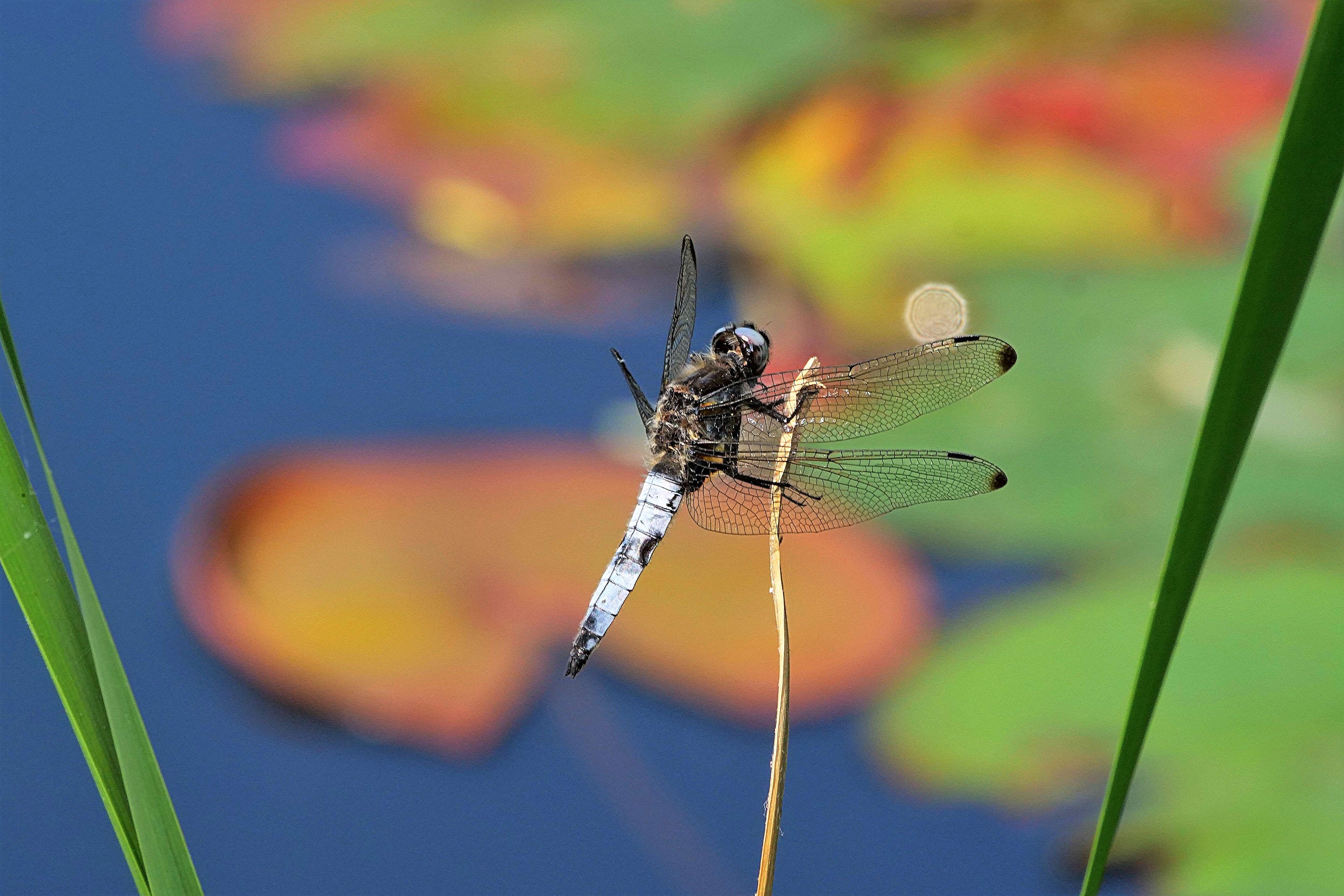 Image of Blue Chaser