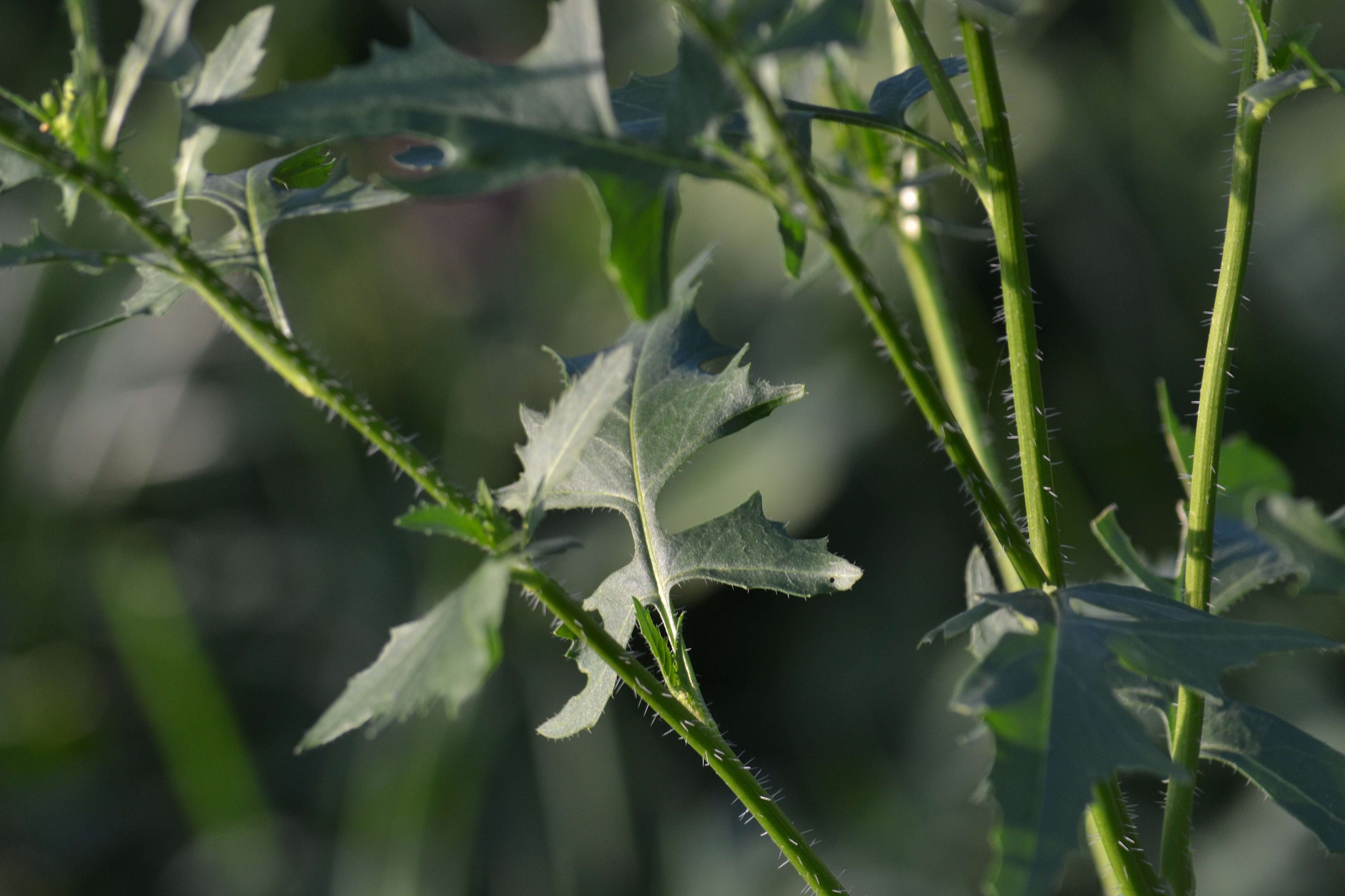 Imagem de Sisymbrium loeselii L.