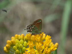 Plancia ëd Callophrys gryneus