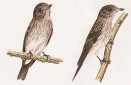 Muscicapa sodhii Harris & Jbc et al. 2014的圖片