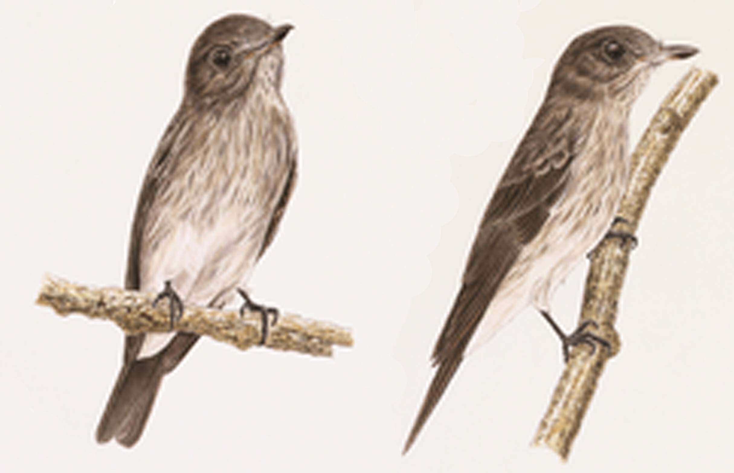 Muscicapa sodhii Harris & Jbc et al. 2014的圖片