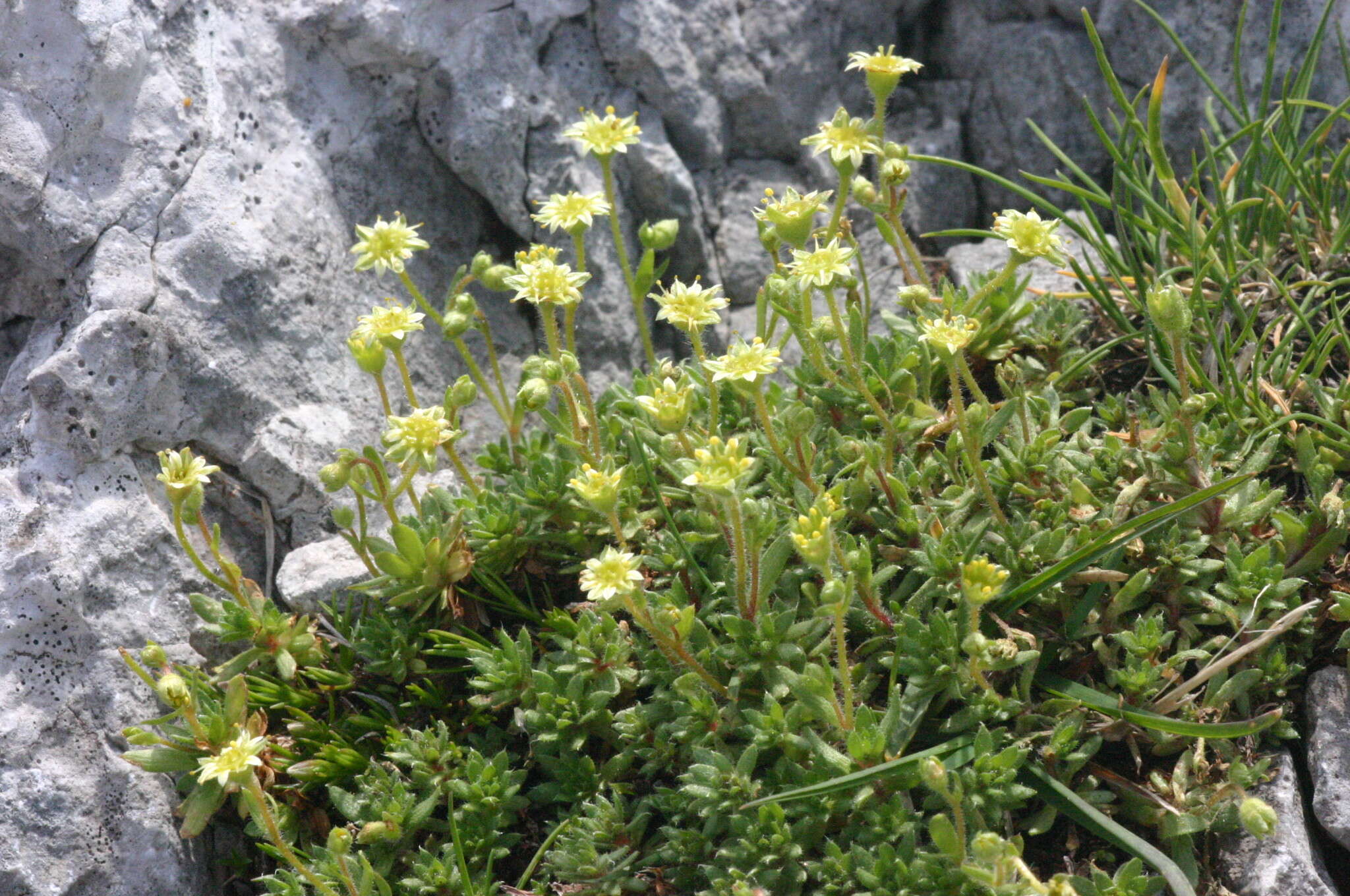 Image of saxifrage