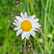 Image of Oxeye Daisy