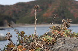 Image of Ajania shiwogiku var. kinokuniensis (Shimot. & Kitam.) R. Govaerts