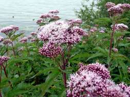 Image of hemp agrimony