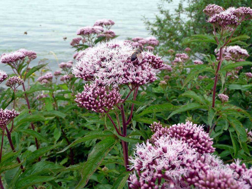 Image of hemp agrimony