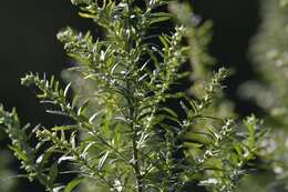 Image of tarragon