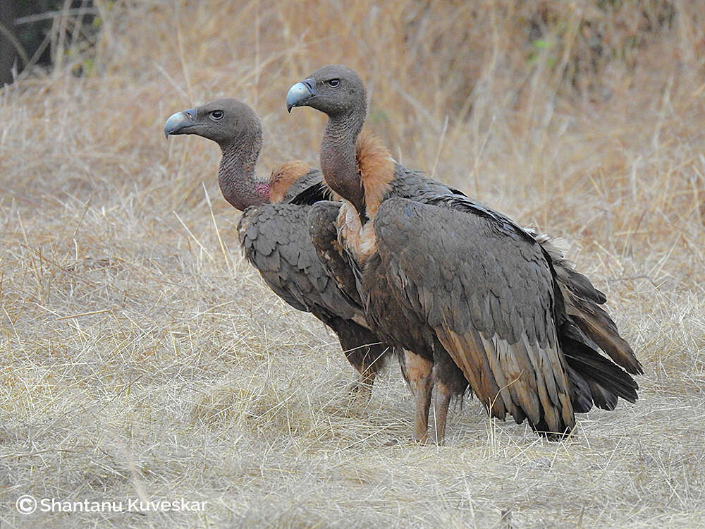 Image of Asian White-backed Vulture