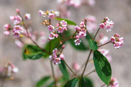 Image of flytrap dogbane