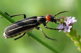 Image of Striped Blister Beetle