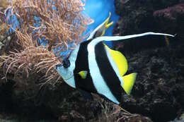 Image of Bannerfish