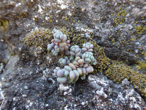 Image of thick-leaf stonecrop