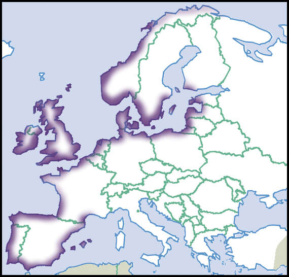 Plancia ëd Peringia Paladilhe 1874