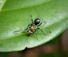 Image de Polyrhachis