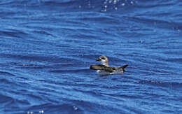 Image of Cape Verde Petrel