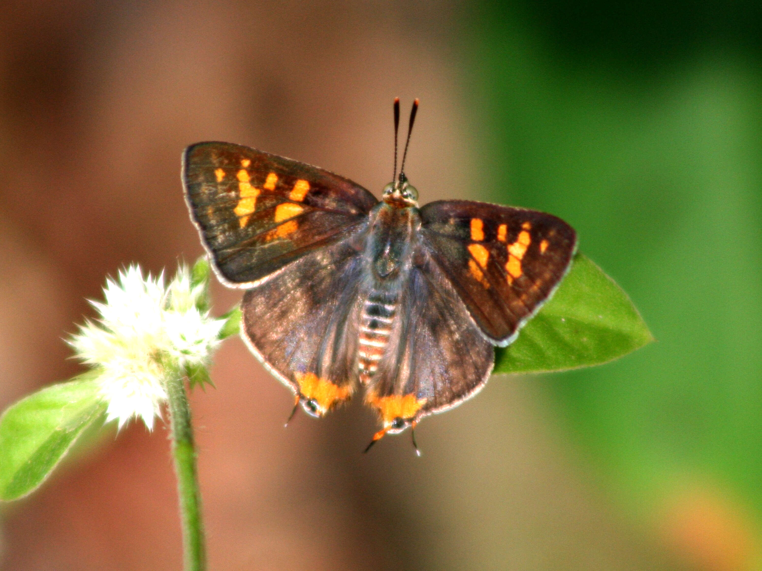 Слика од Cigaritis schistacea