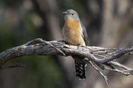 Image of Fan-tailed Cuckoo