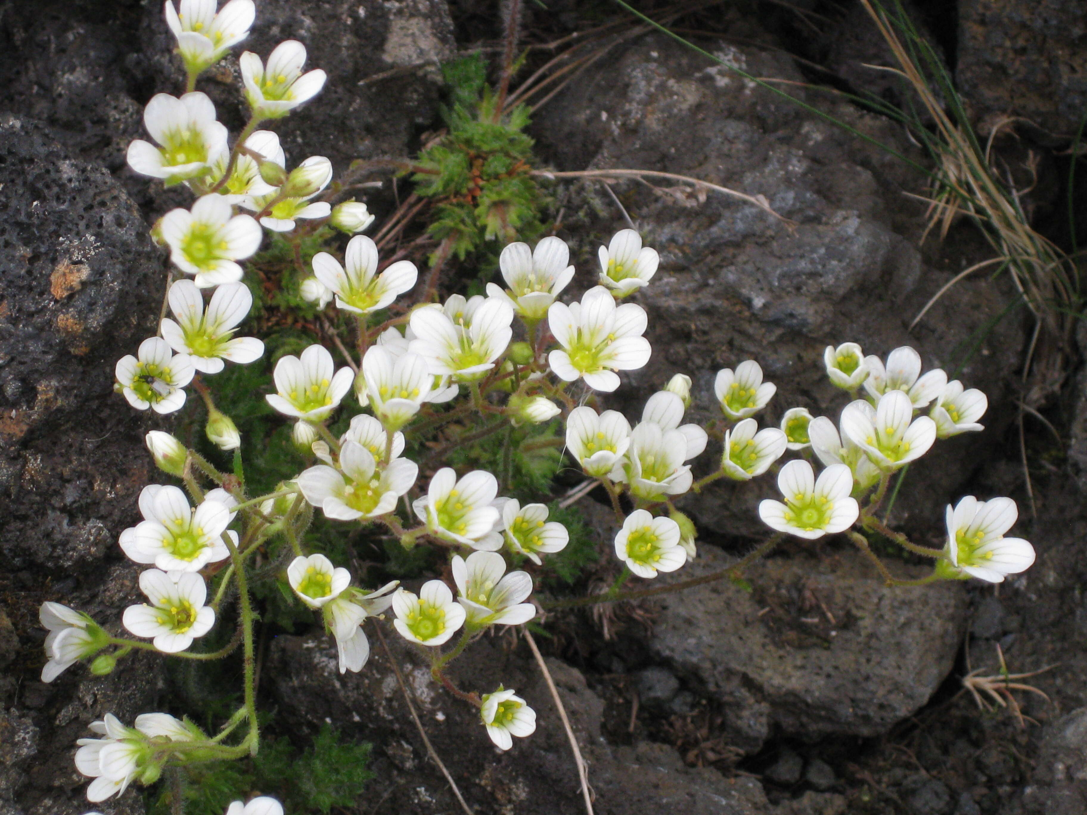 Imagem de Saxifraga rosacea Moench