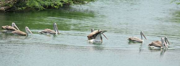 Image of Grey Pelican