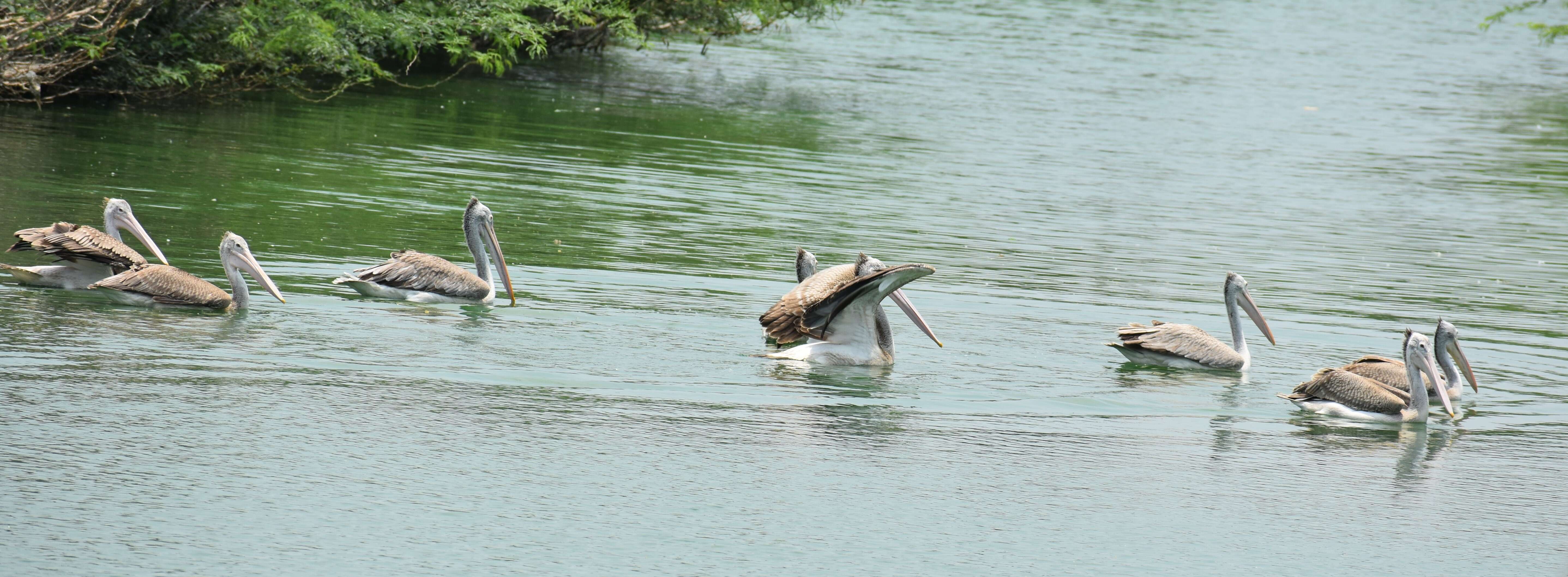 Image of Grey Pelican