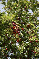 Image of Cherry Plum