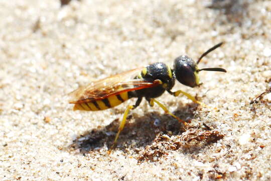 Imagem de Philanthus triangulum (Fabricius 1775)