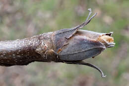 Image of shellbark hickory