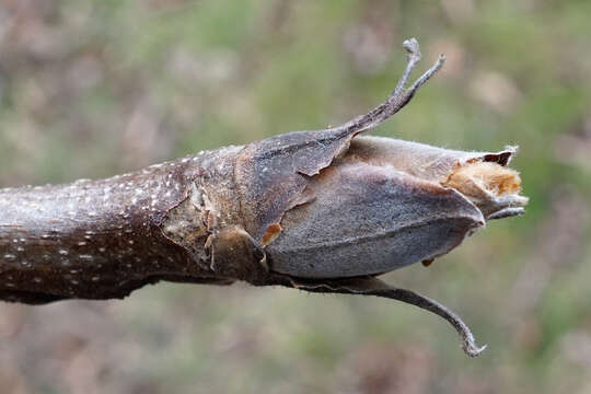 Image of shellbark hickory