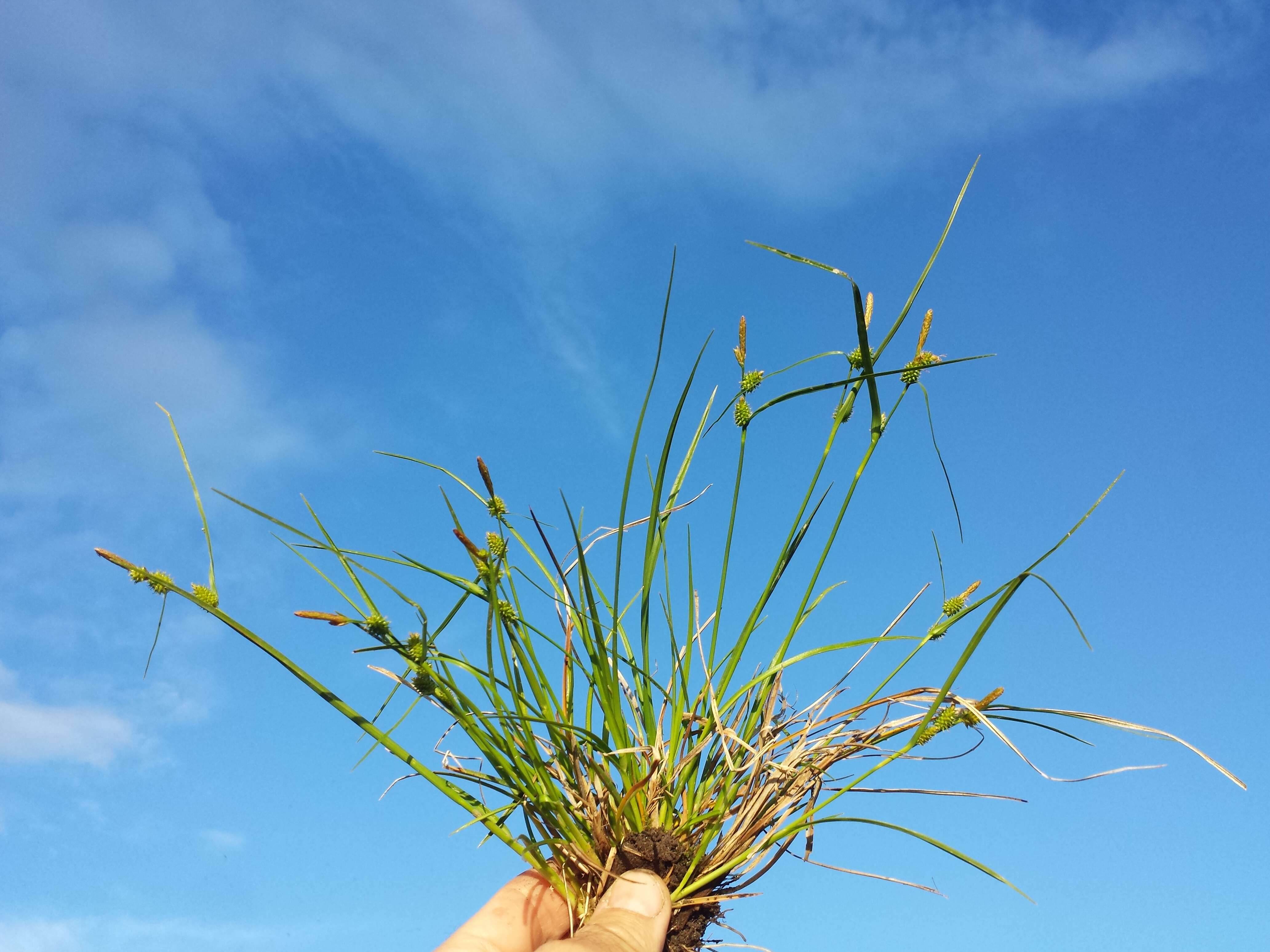 Image of Carex viridula