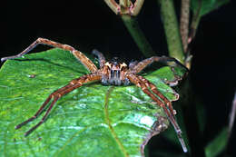 Image of Dolomedes minor L. Koch 1876