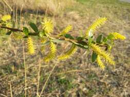 Image of White Willow