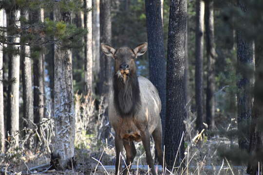 Cervus canadensis roosevelti的圖片