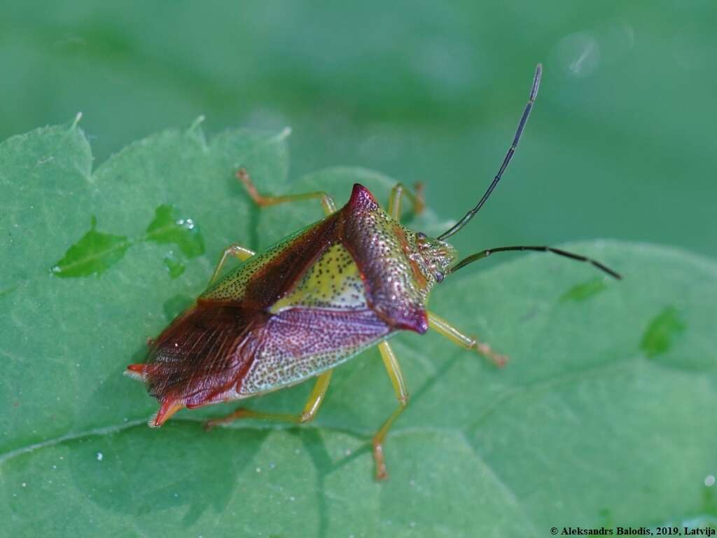 Image of Acanthosoma haemorrhoidale