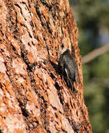 Image of White-headed Woodpecker