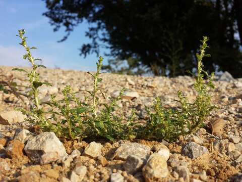 Image of white amaranth, white pigweed