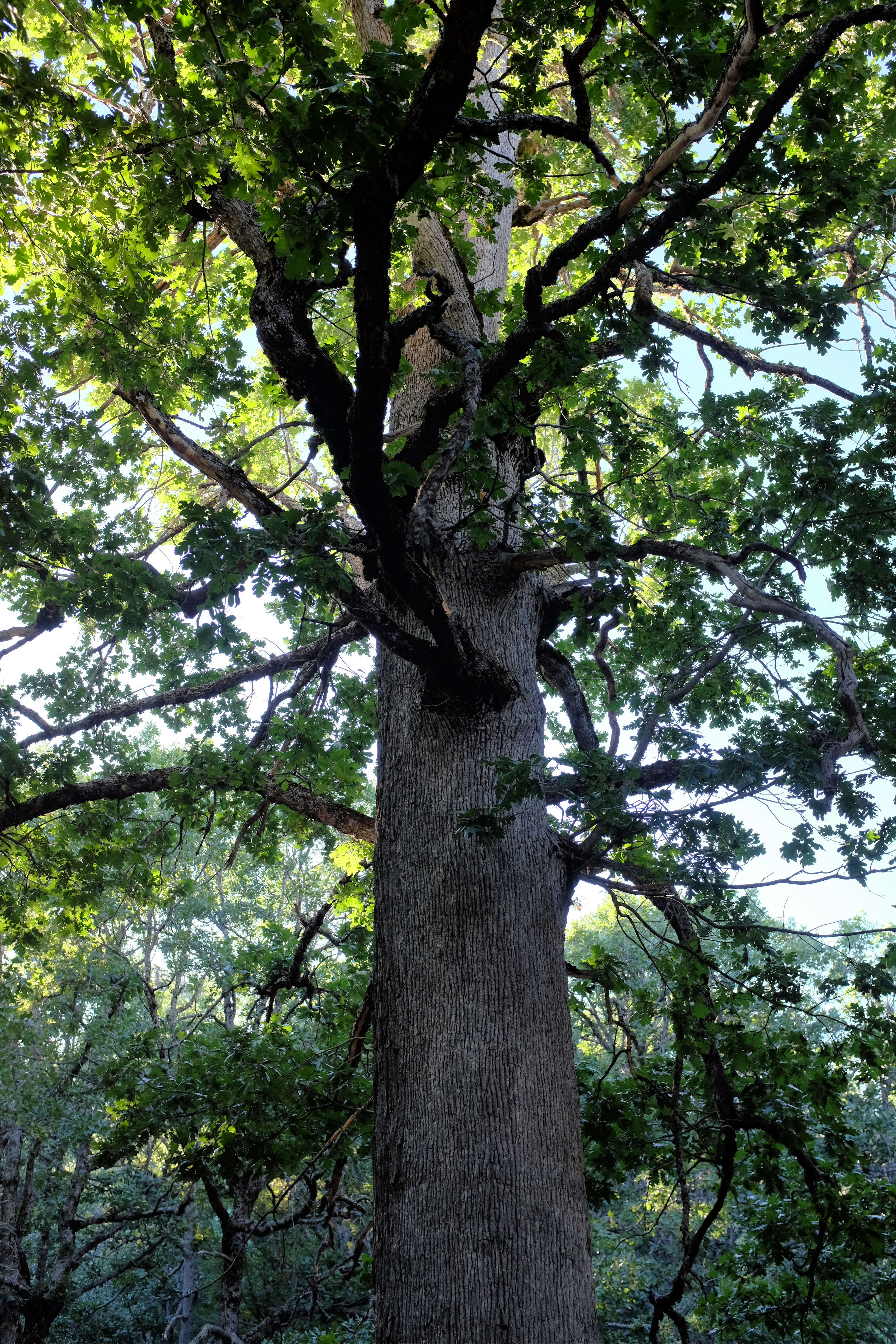 Image of Kasnak oak