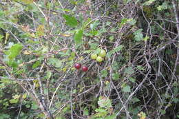 Image of European gooseberry