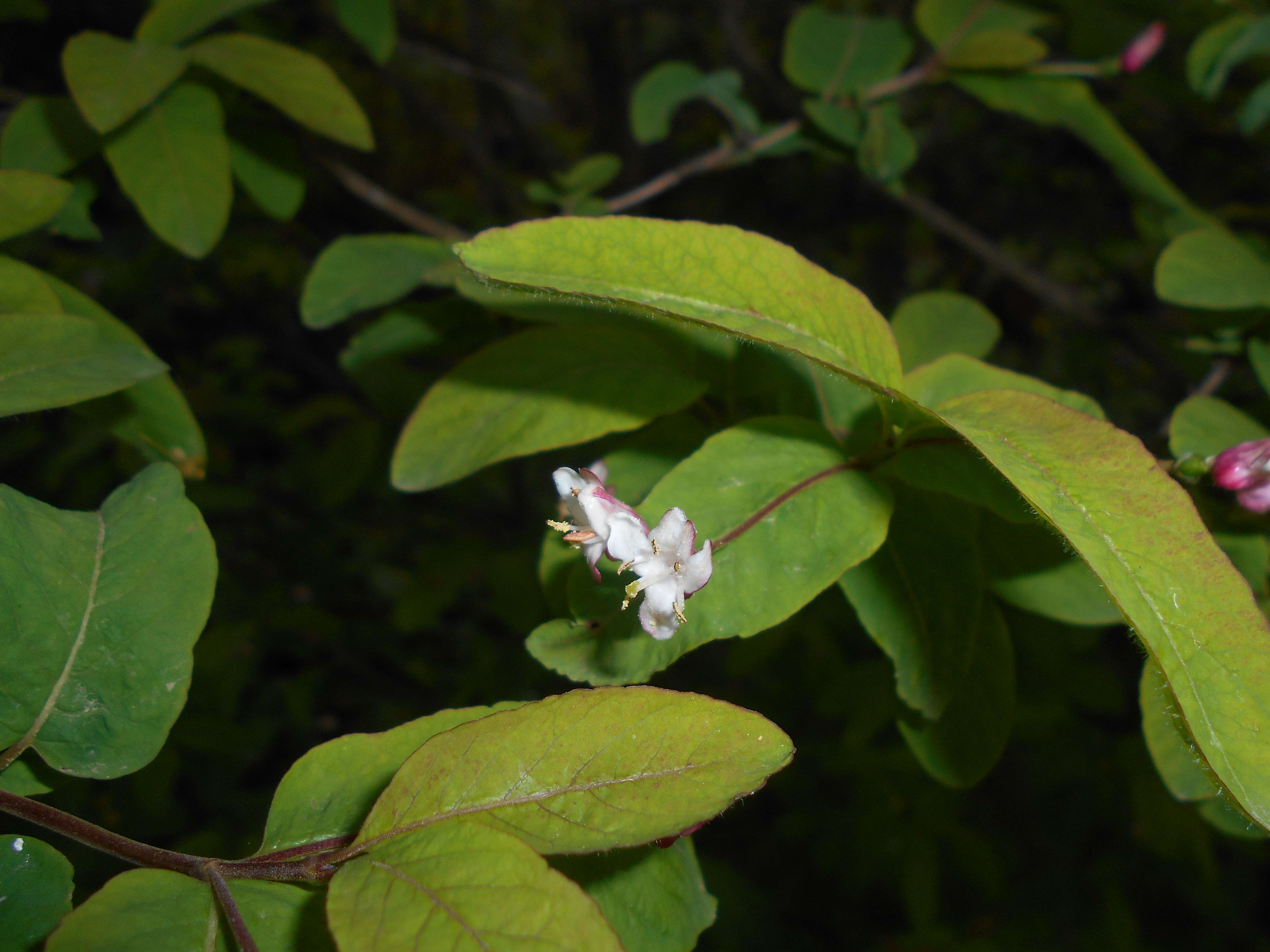 Lonicera nigra L. resmi