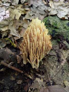 Image de Ramaria stricta (Pers.) Quél. 1888