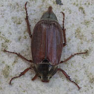 Image of Common cockchafer