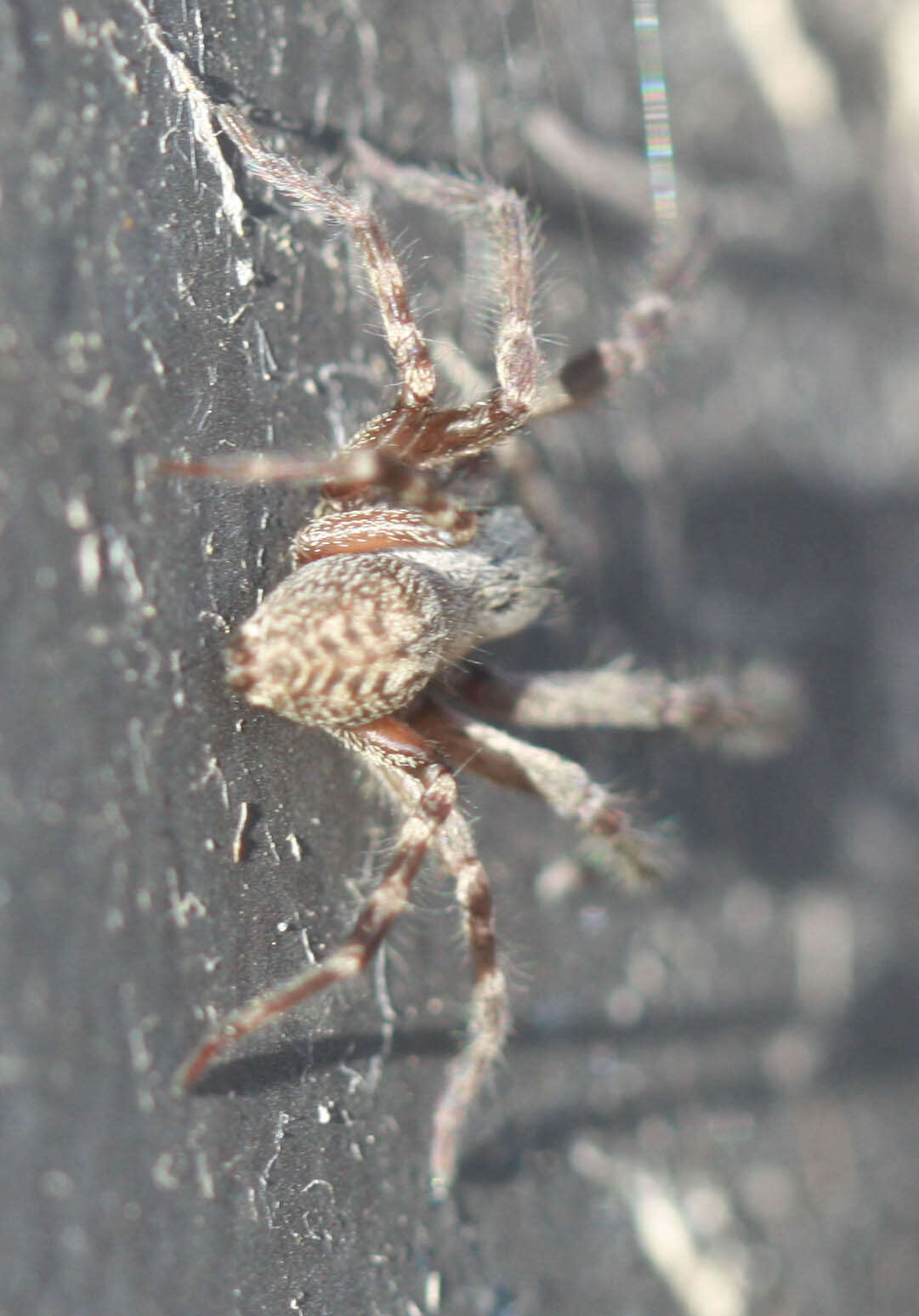 Image of Desid spider
