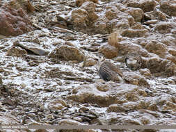 Image of Himalayan Snowcock