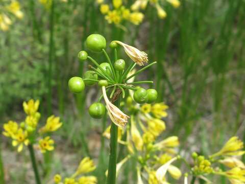 Image of Calostemma purpureum R. Br.