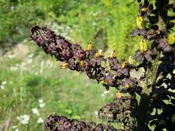 Image of black false hellebore