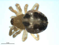 Image of Enoplognatha caricis (Fickert 1876)